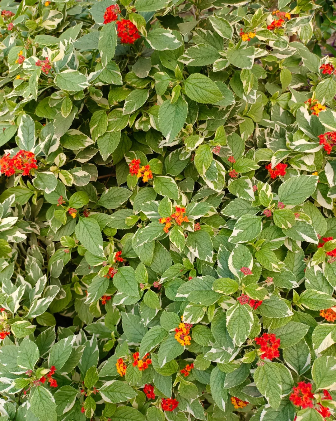 bunga tanaman hias daun outdoor, lantana camara bunga tanaman hias daun outdoor, lantana camara