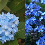 7 Jenis Bunga Warna Biru yang Cantik dan Cocok untuk Dekorasi Rumah