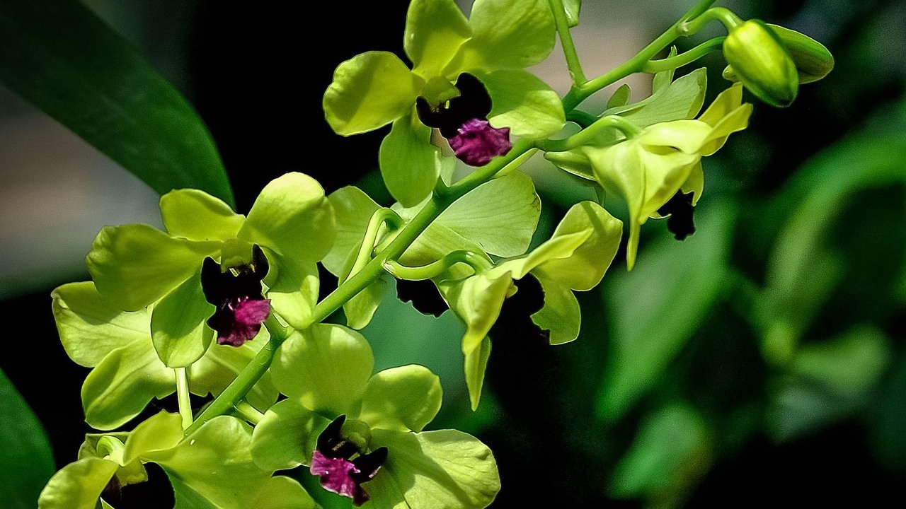 warna keramik kamar mandi hijau