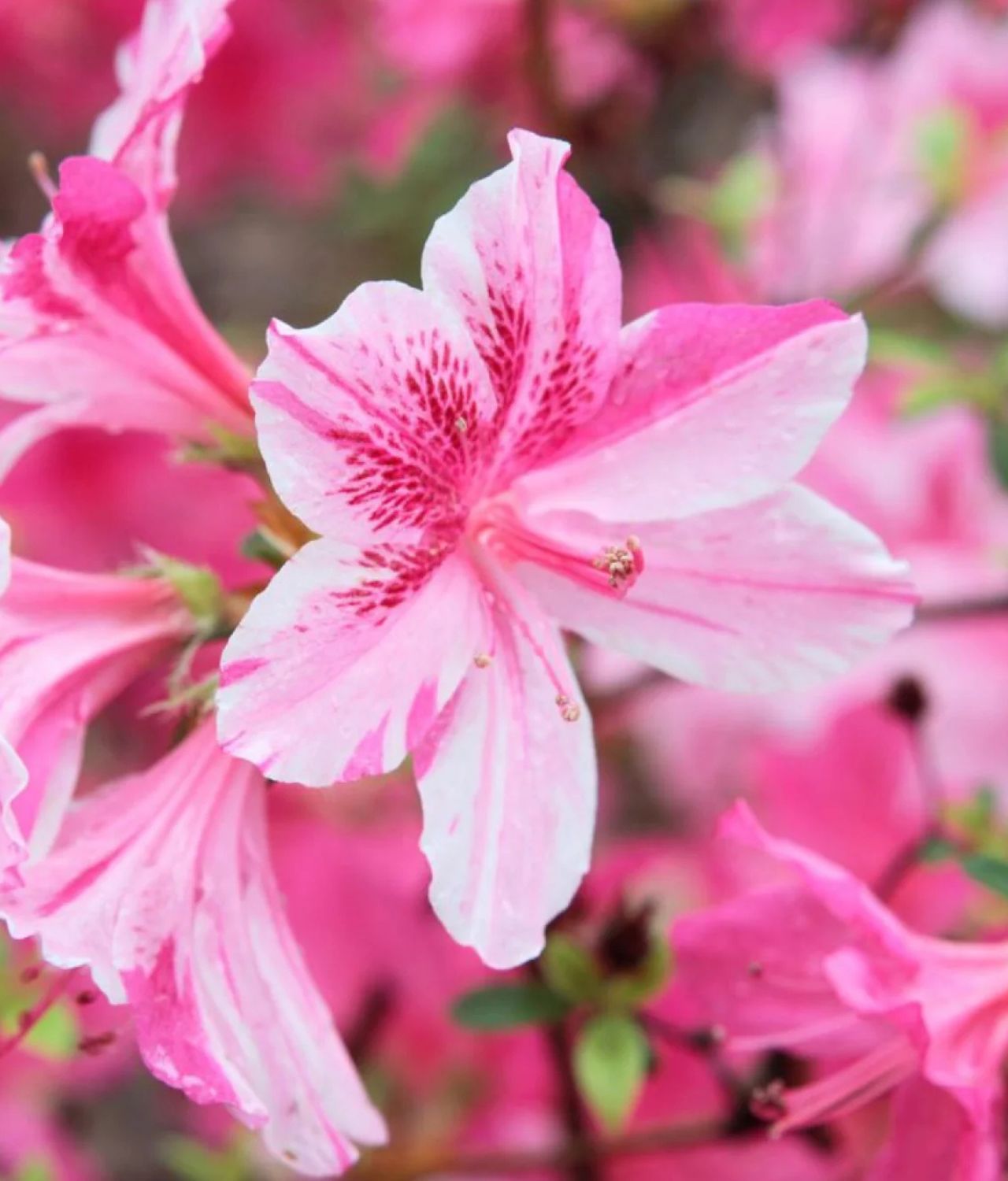 bunga warna pink azalea
