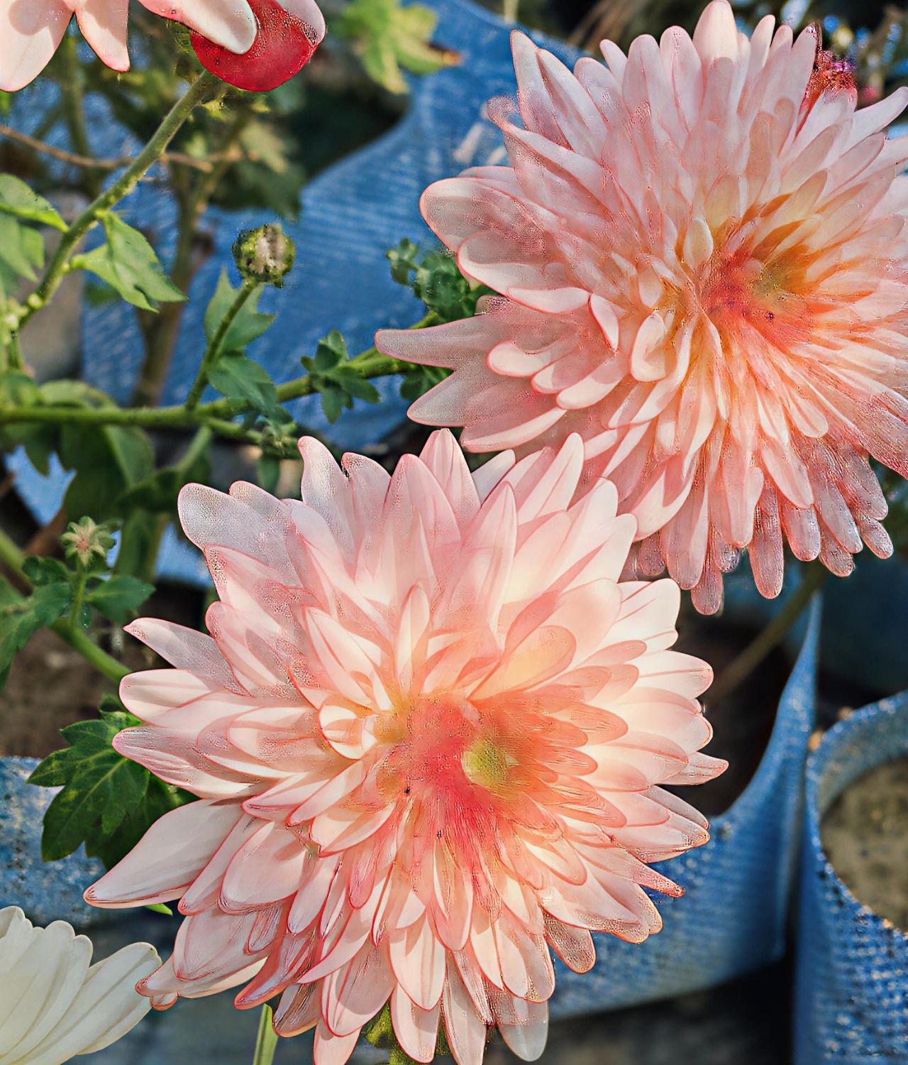 bunga warna pink krisan