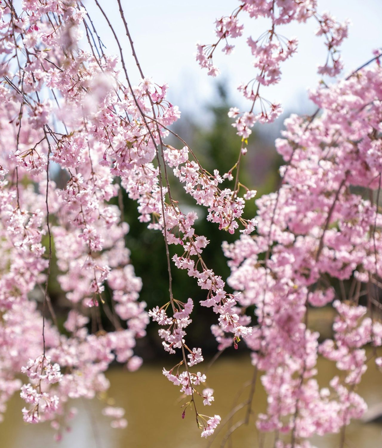 bunga warna pink muda