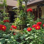 5 Jenis Bunga yang Berwarna Merah untuk Menghias Taman