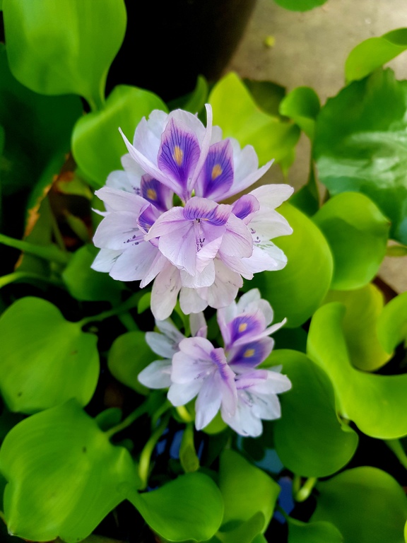 bunga yang hidup di air