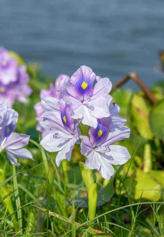 bunga yang hidup di air