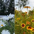 8 Jenis Bunga yang Mirip Bunga Matahari untuk Dekorasi Taman