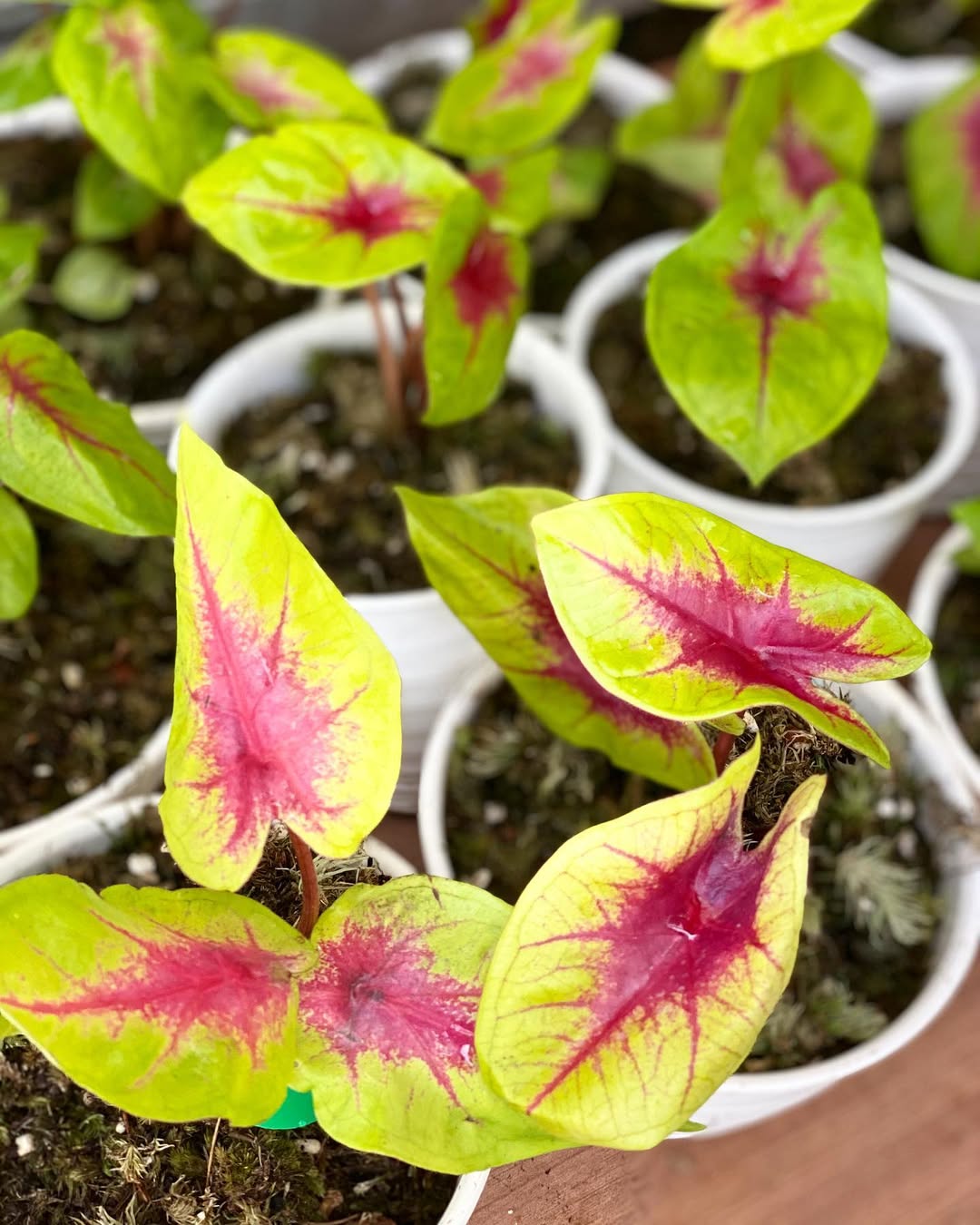 caladium lemon blush