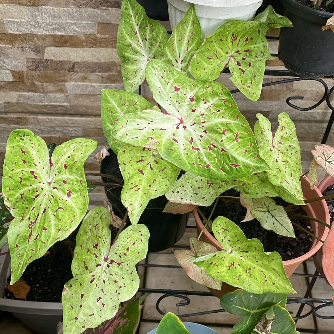 caladium miss muffet