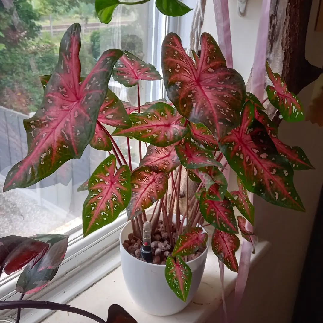 caladium red flash