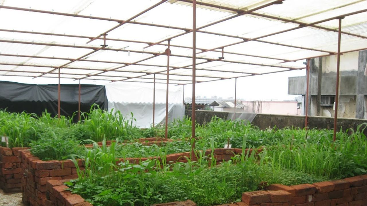 cara berkebun saat musim hujan