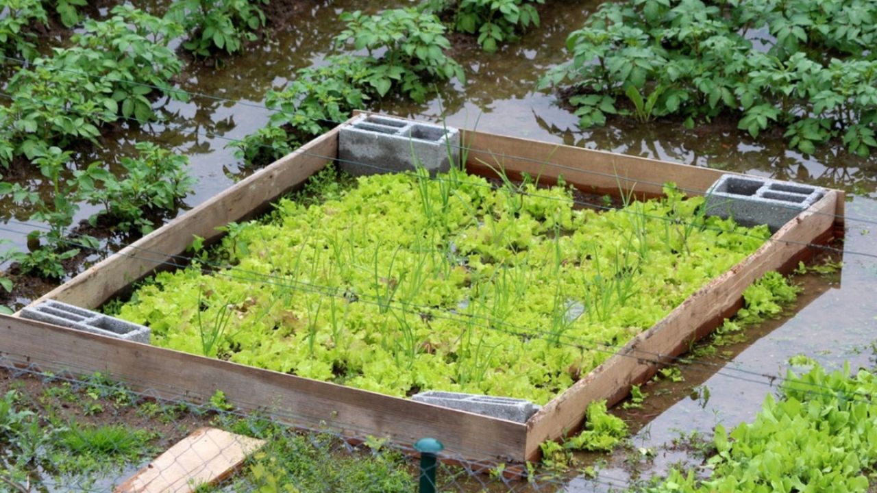 cara merawat tanaman saat musim hujan