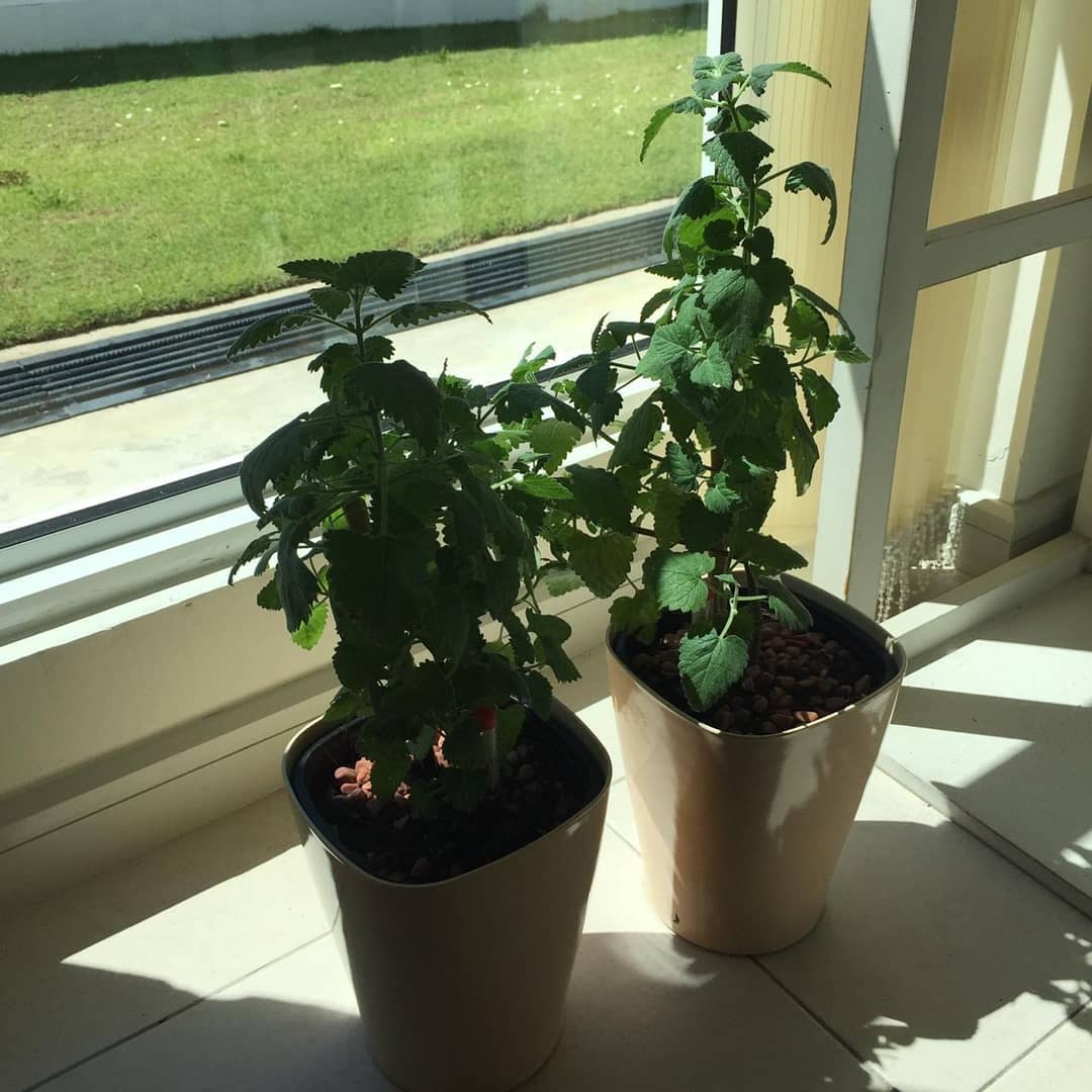 catnip indoor pengusir nyamuk