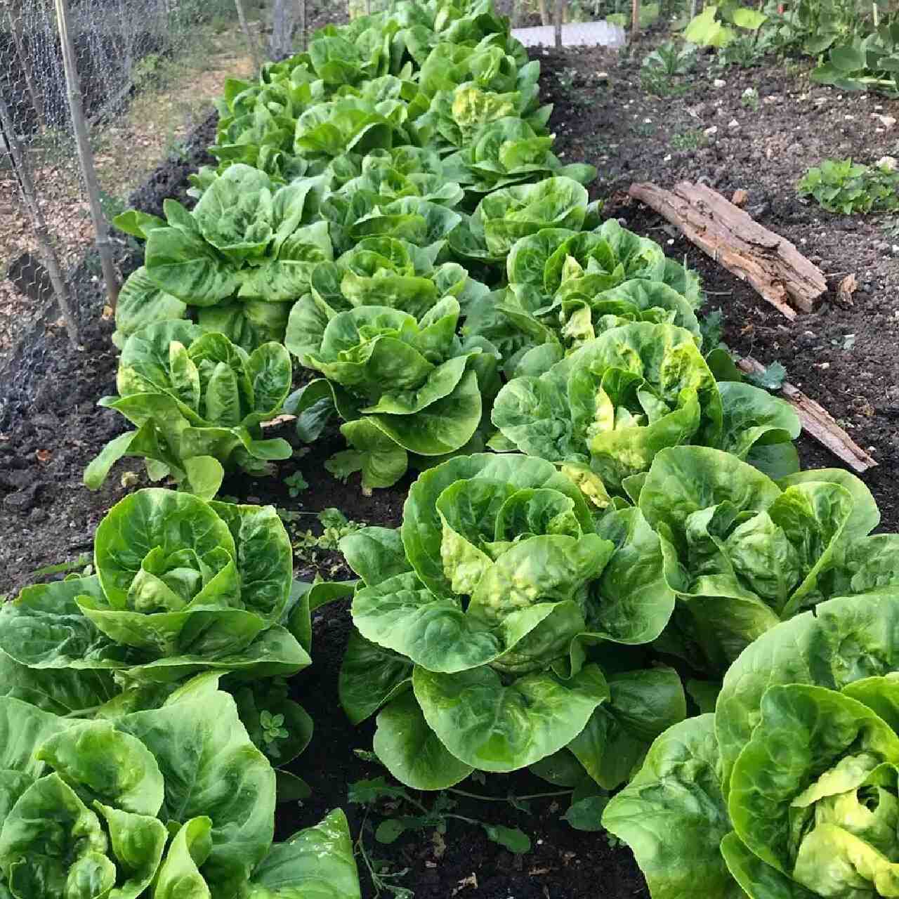 contoh tanaman hidroponik selada