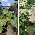 5 Contoh Desain Rumah Kebun Kecil yang Minimalis tapi Aesthetic
