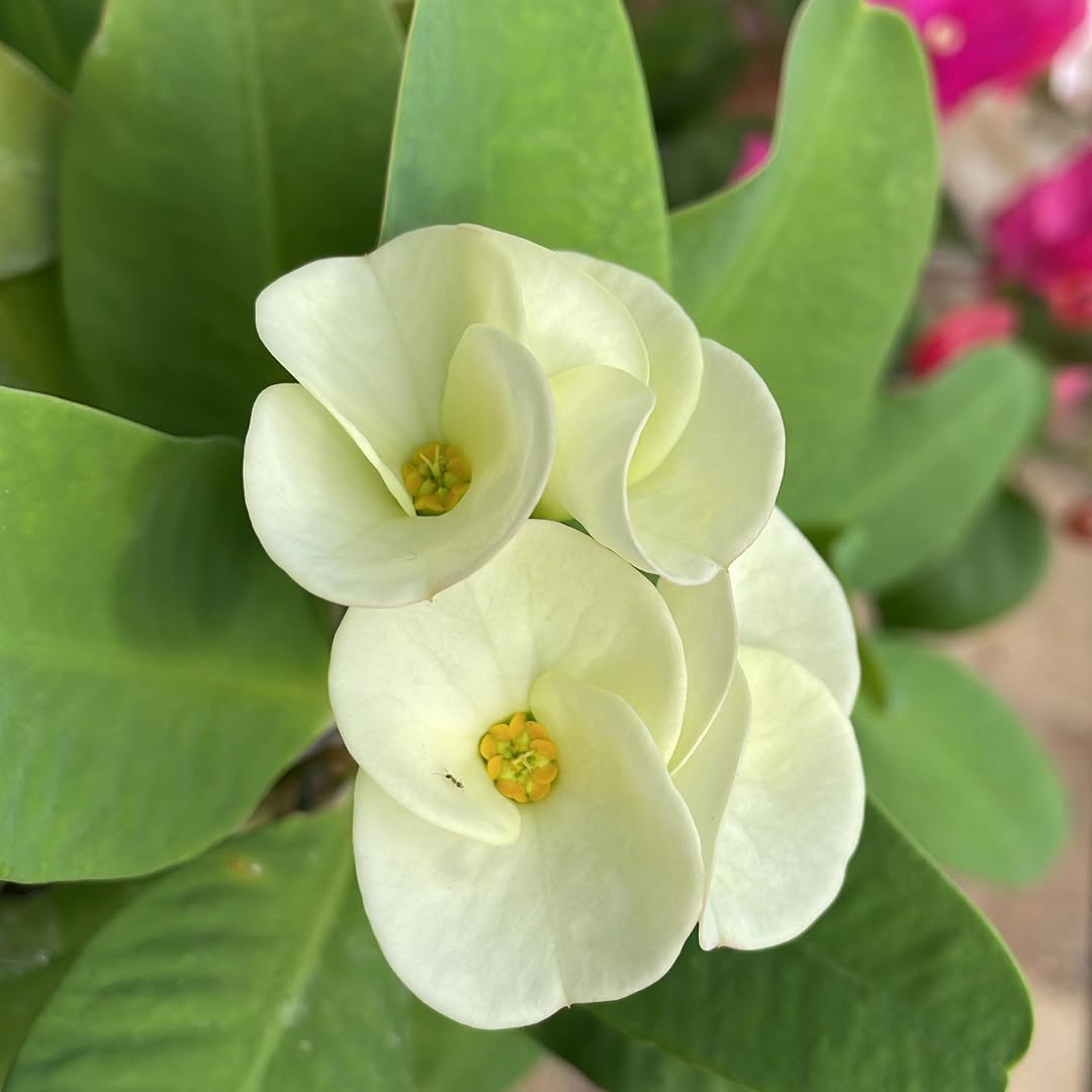 euphorbia hias berbunga putih kecil