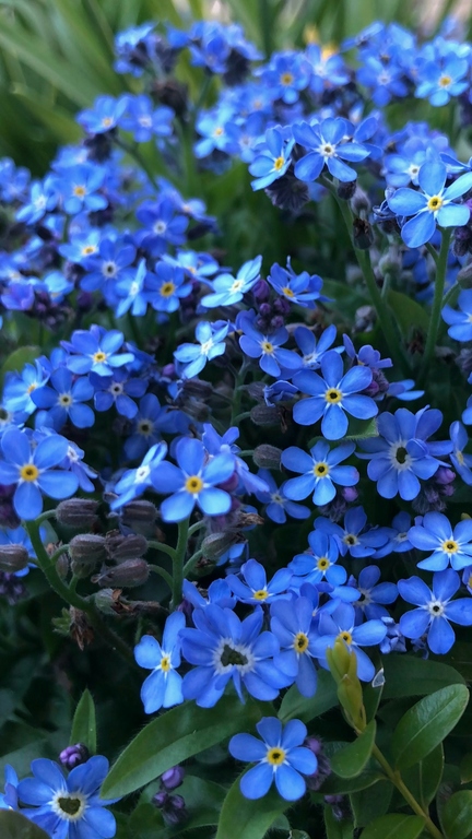 bunga warna biru muda