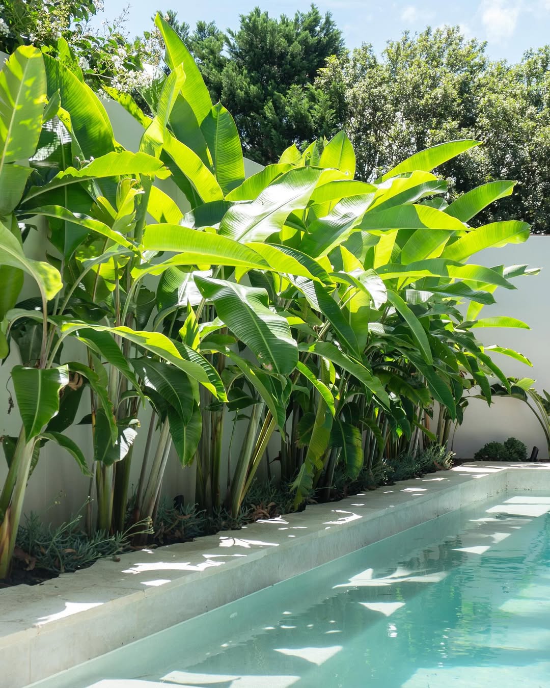 heliconia daun hias lebar