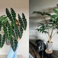 7 Jenis Alocasia Terpopuler: Langka, Termahal, Unik