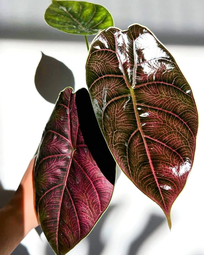 jenis alocasia azlanii