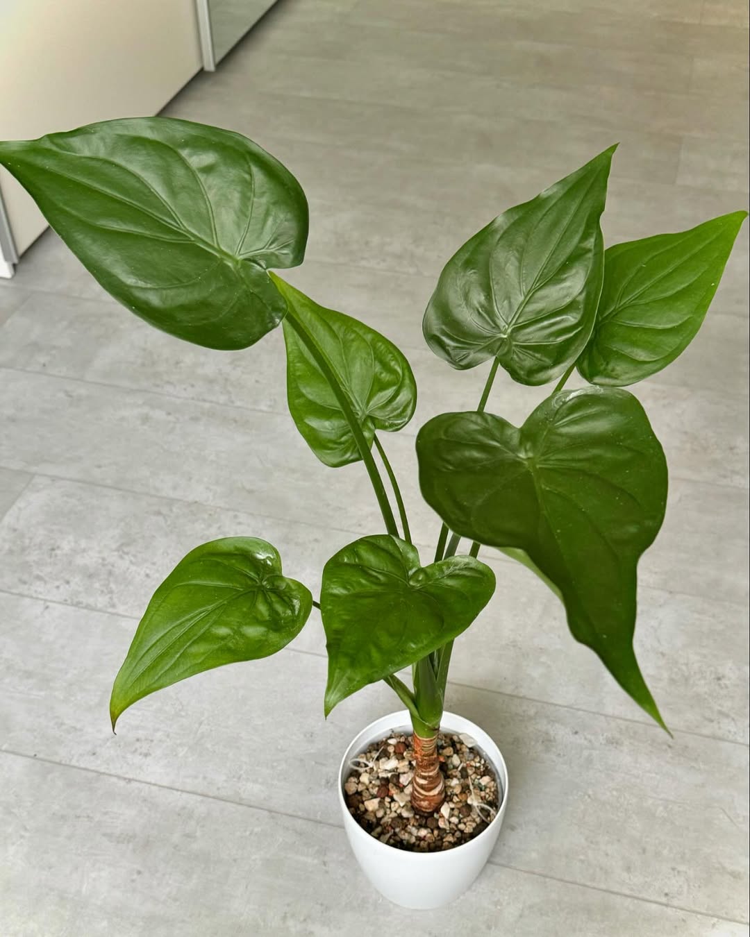 jenis alocasia cucullata