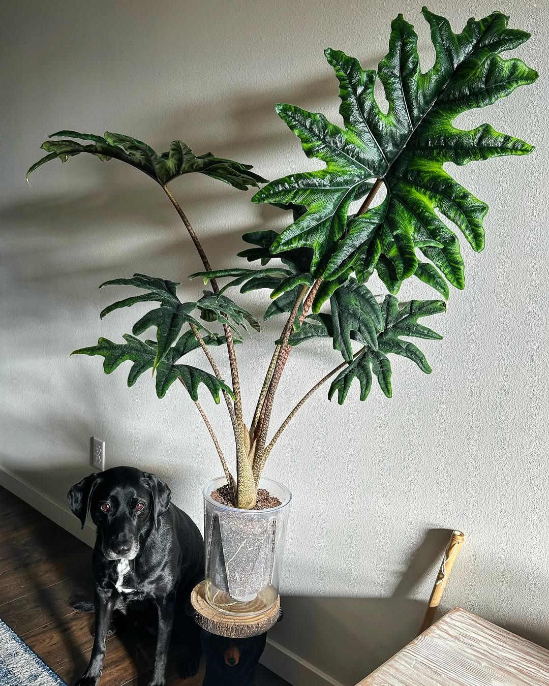 jenis alocasia jacklyn