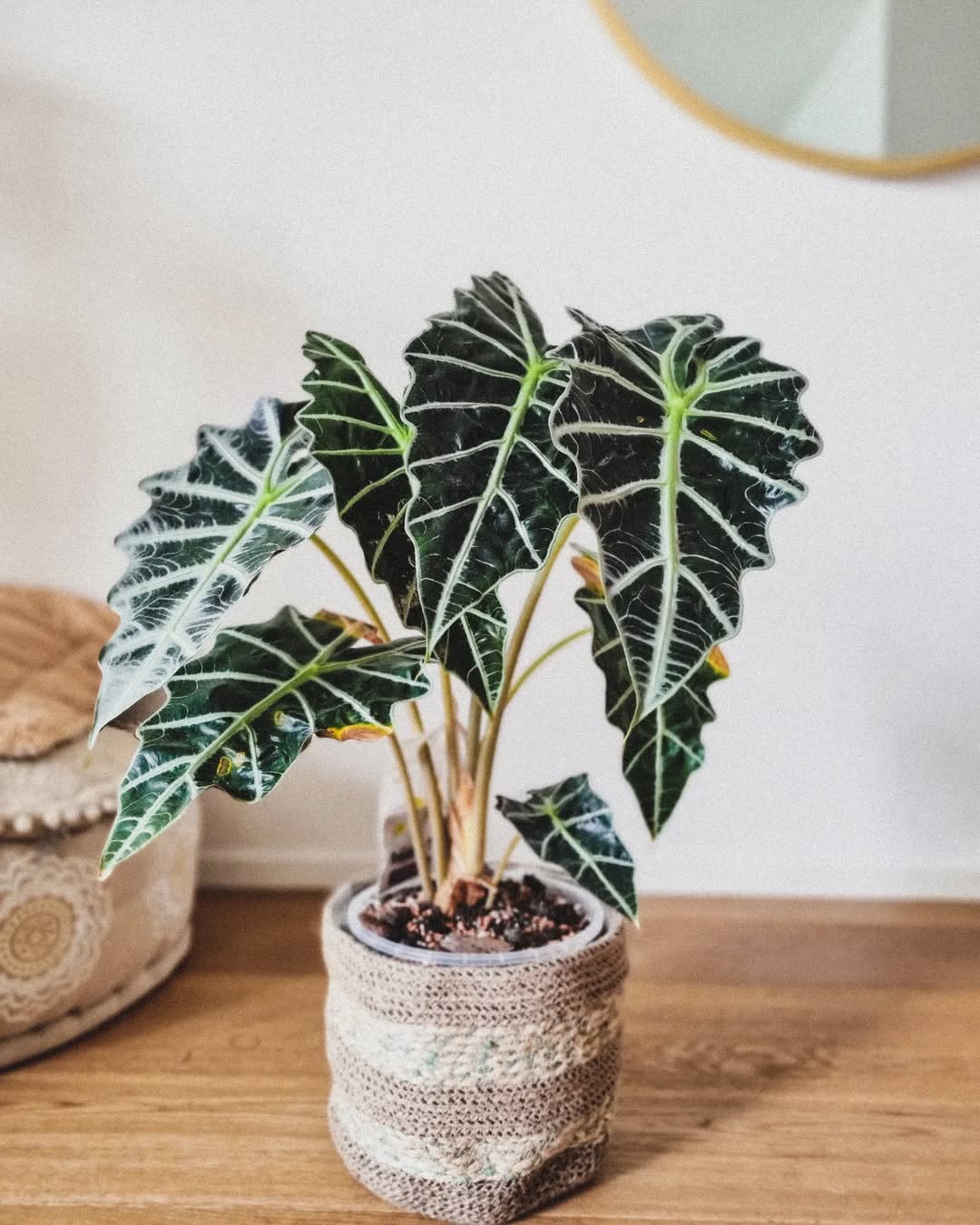 jenis alocasia tengkorak