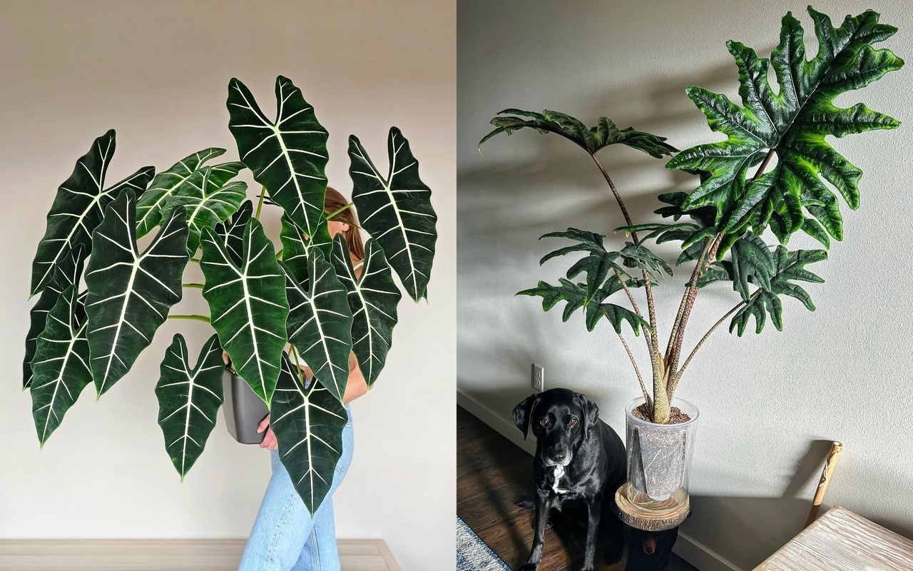 jenis alocasia