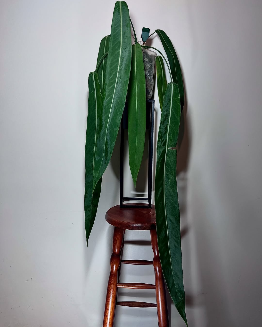 jenis anthurium berdaun panjang