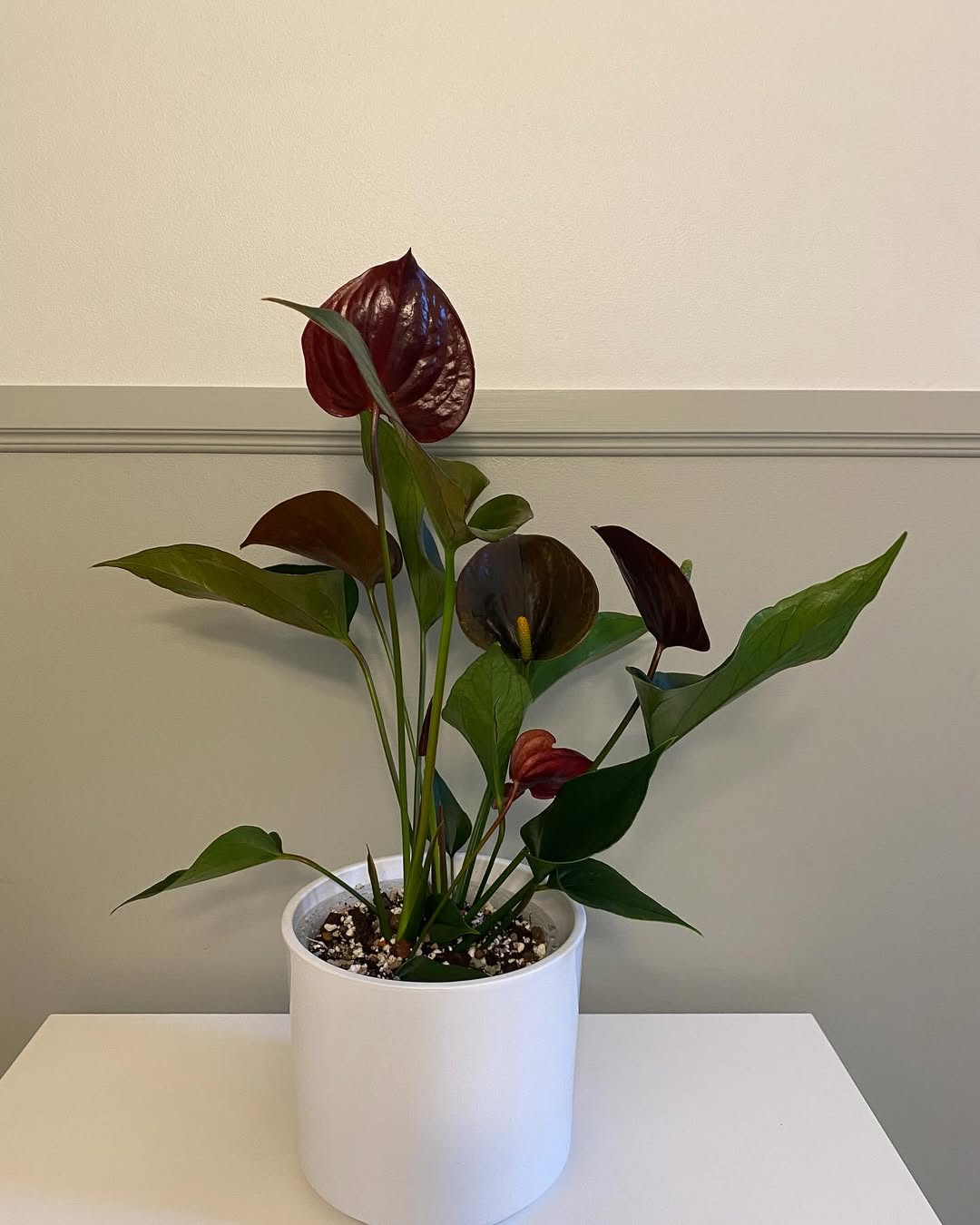 jenis anthurium black beauty