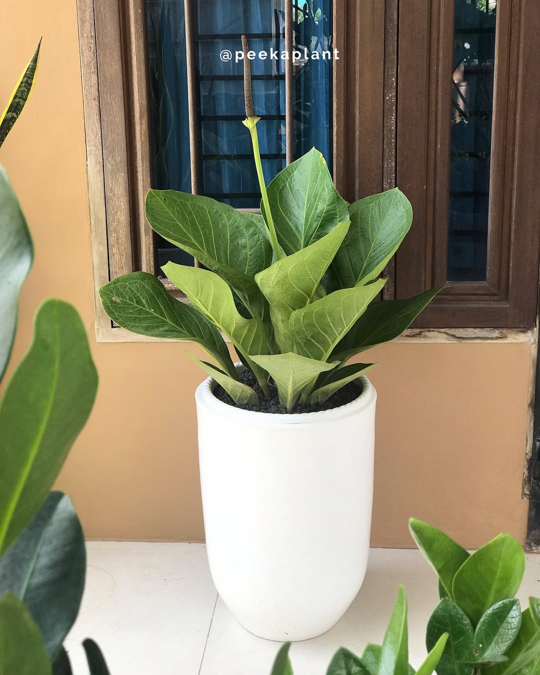 jenis anthurium jemani