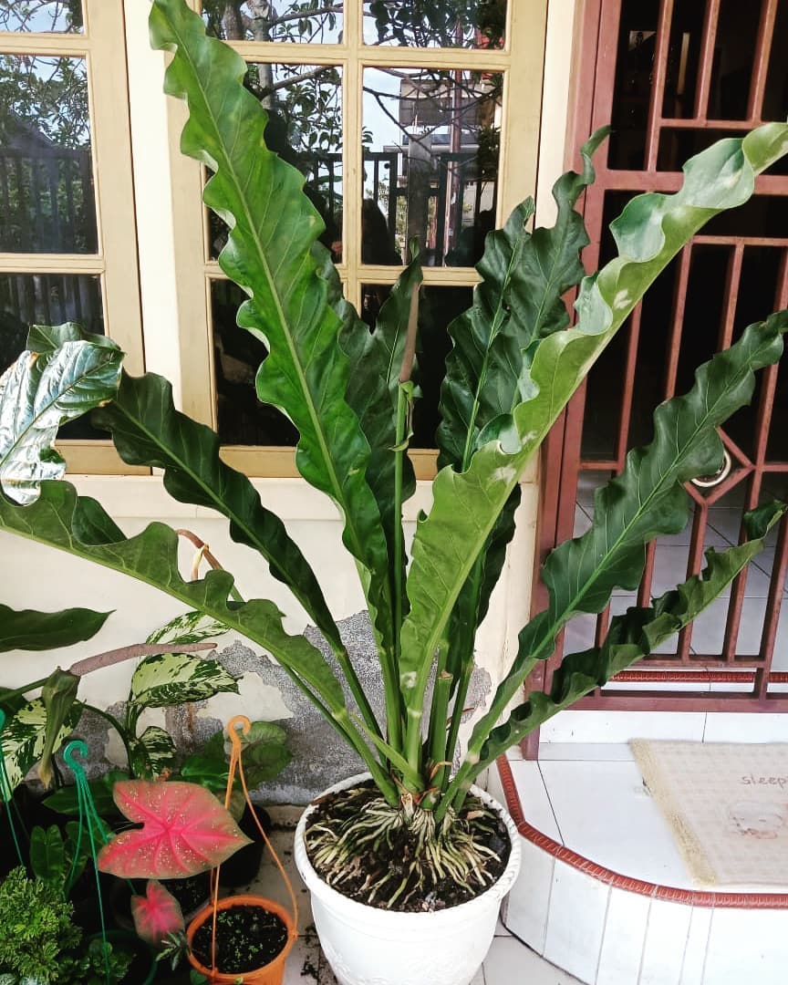 jenis anthurium keris