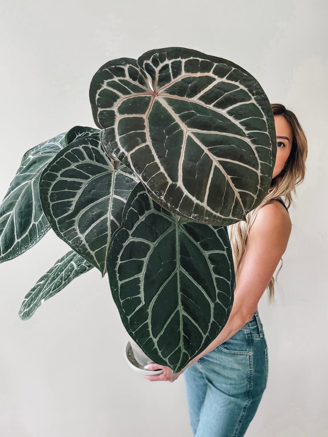 jenis anthurium kuping gajah