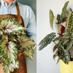 7 Jenis Begonia yang Populer untuk Koleksi Rumah