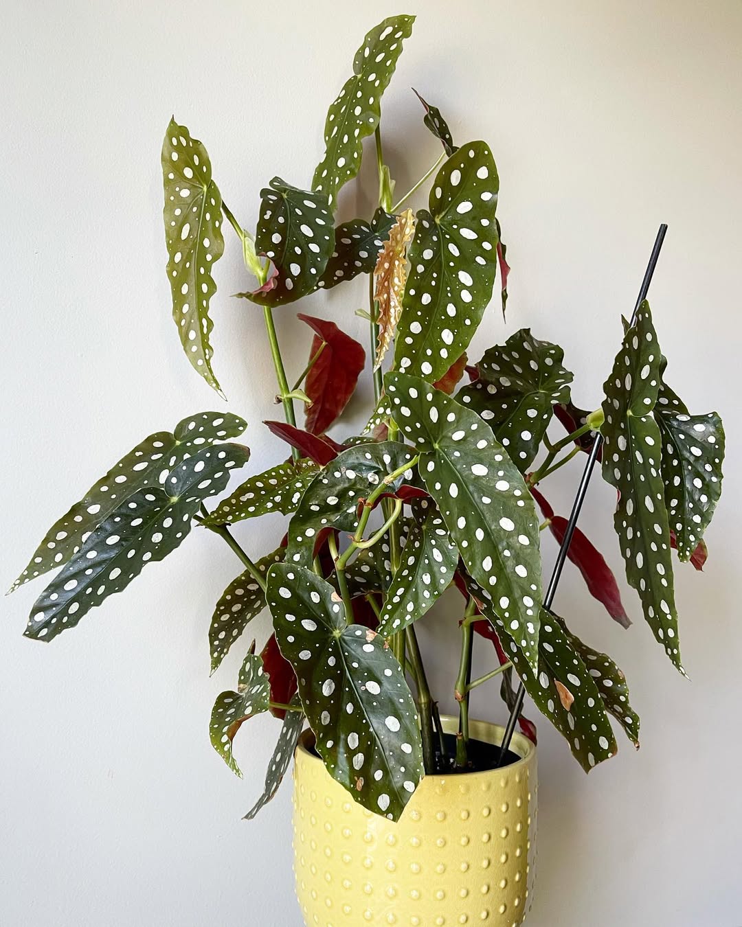 jenis begonia polkadot