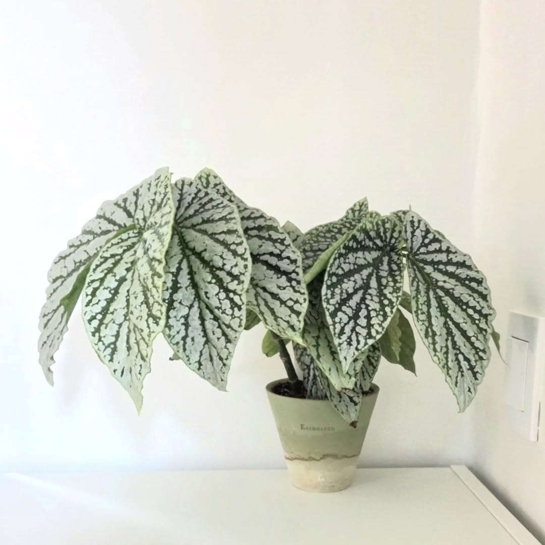 jenis begonia silver