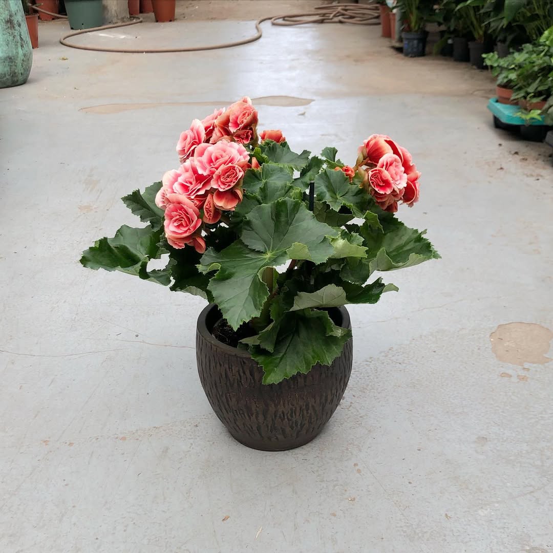 jenis bunga begonia merah