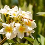 5 Jenis Bunga Kamboja yang Cocok untuk Percantik Taman