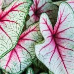 5 Jenis Bunga Keladi Mahal yang Banyak Diburu Kolektor