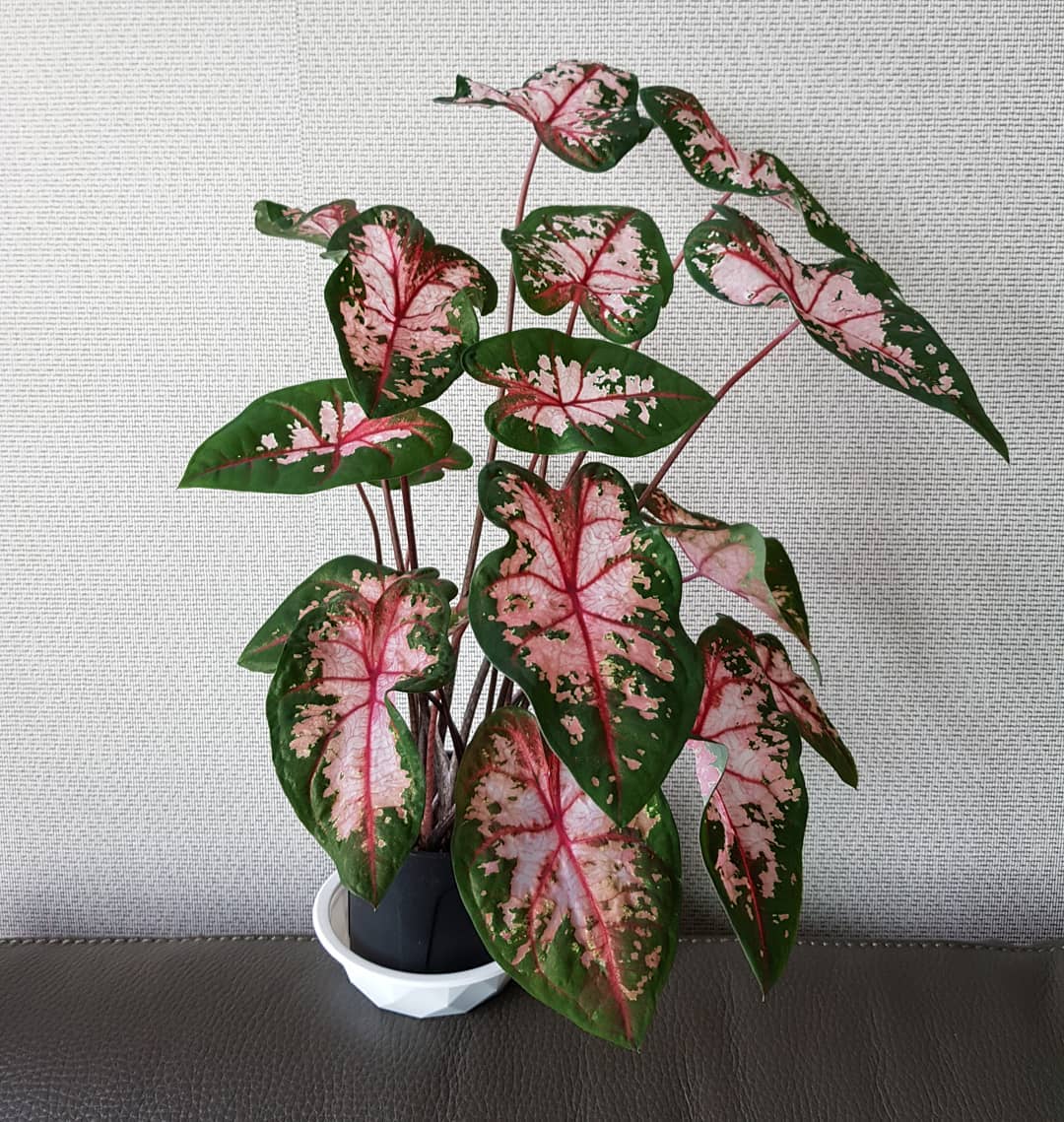 jenis bunga keladi merah, caladium carolyn whorton