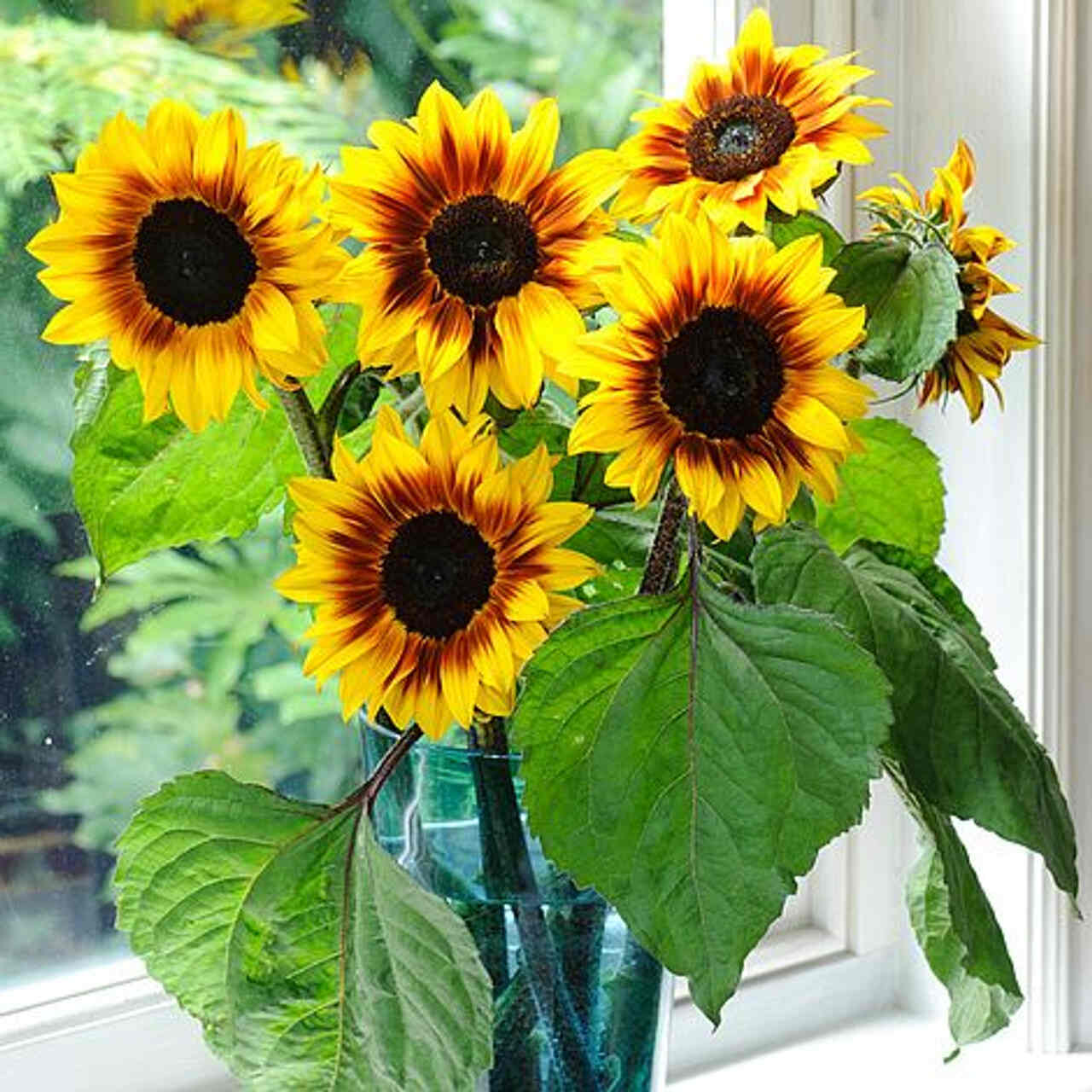 jenis bunga matahari Helios Flame