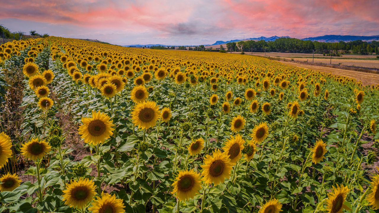 jenis bunga matahari