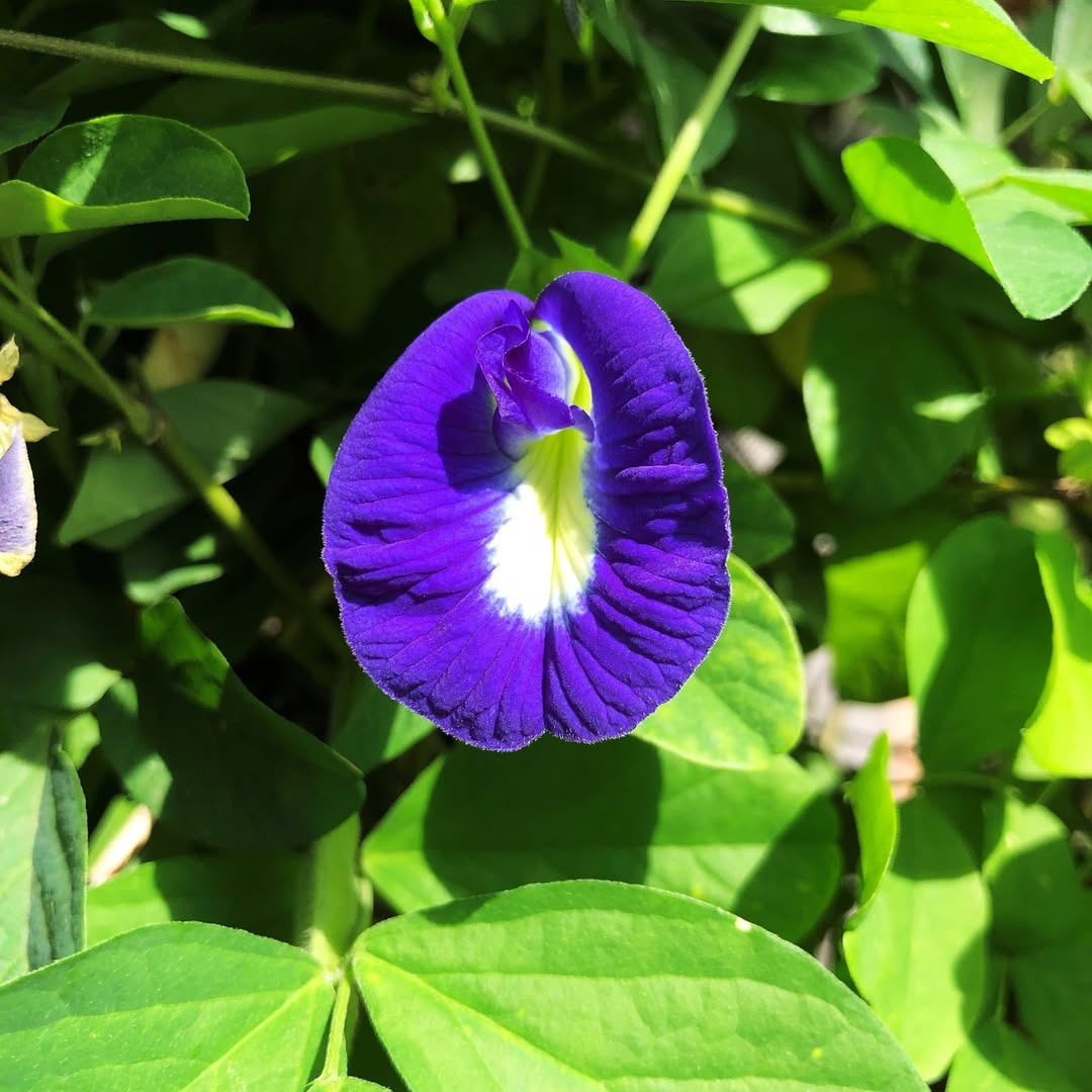 jenis bunga telang, Clitoria ternatea ‘Blue’