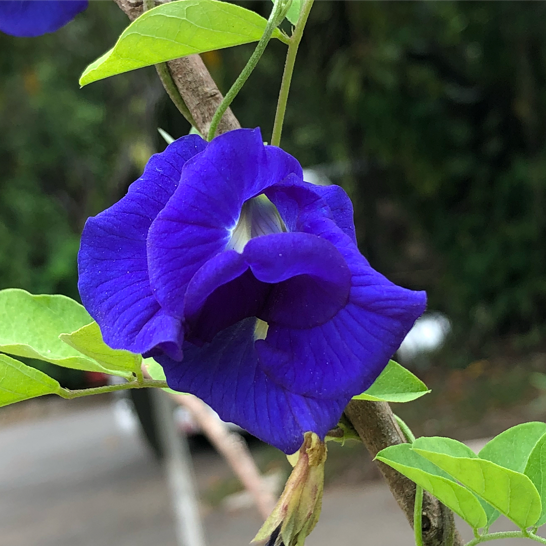 jenis bunga telang, Clitoria ternatea ‘Double Blue’