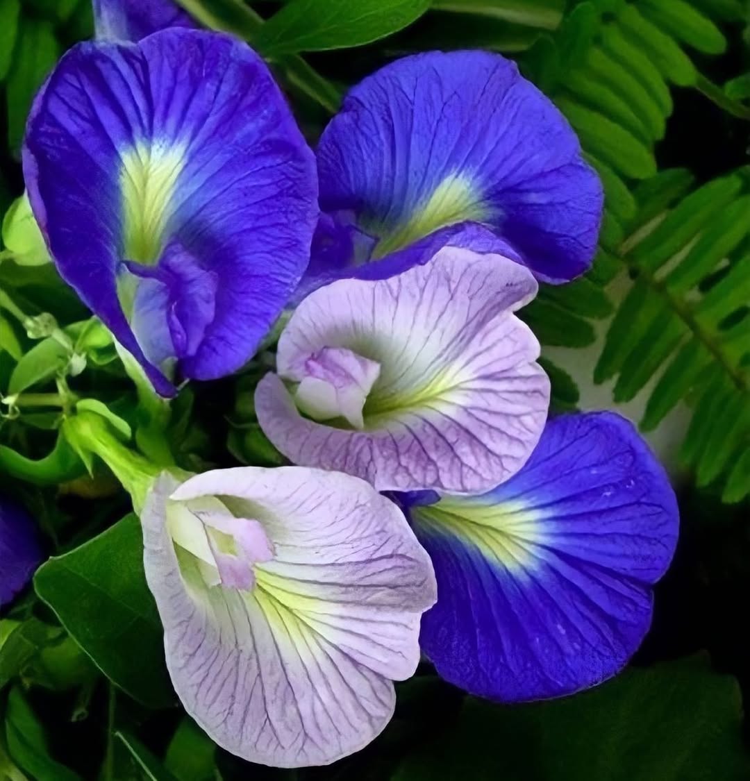 jenis bunga telang dua warna