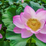 Jenis Jenis Bunga Teratai di Indonesia dan Karakteristiknya