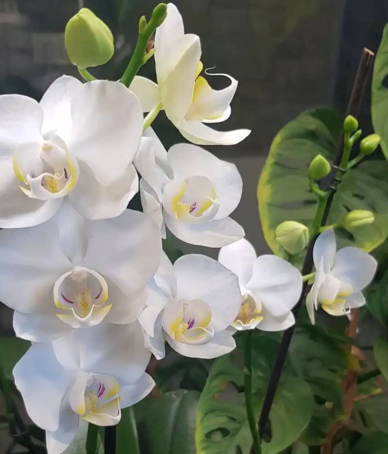 jenis-jenis bunga anggrek