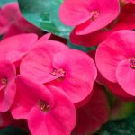 5 Jenis Tanaman Pembawa Sial di Rumah menurut Islam dan Feng Shui