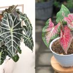 12 Jenis Keladi Hias Terpopuler & Cara Memilihnya