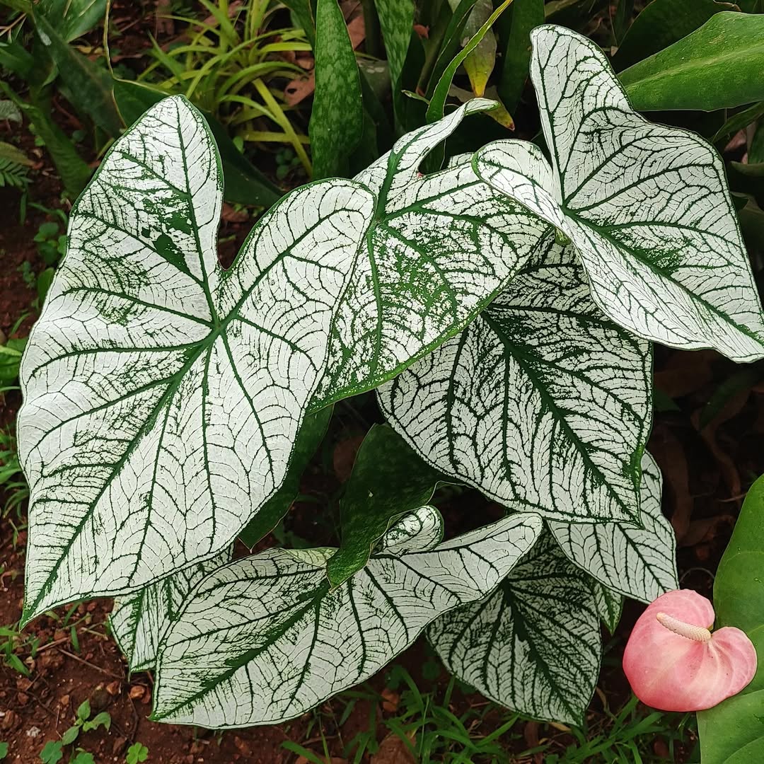 jenis keladi hias, caladium white christmas