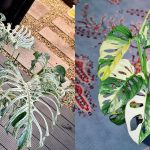 12 Jenis Monstera dan Harganya, Lengkap & Terbaru